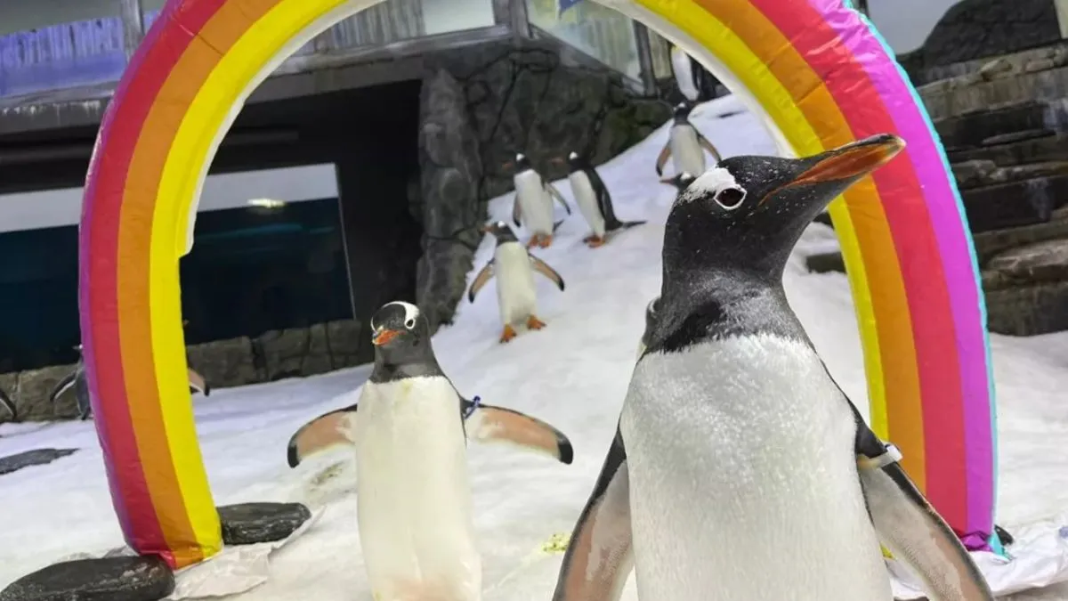 gay-penguin-sphen-one-half-of-world-famous-same-sex-power-couple-dies-in-sydney-aquarium-at-11